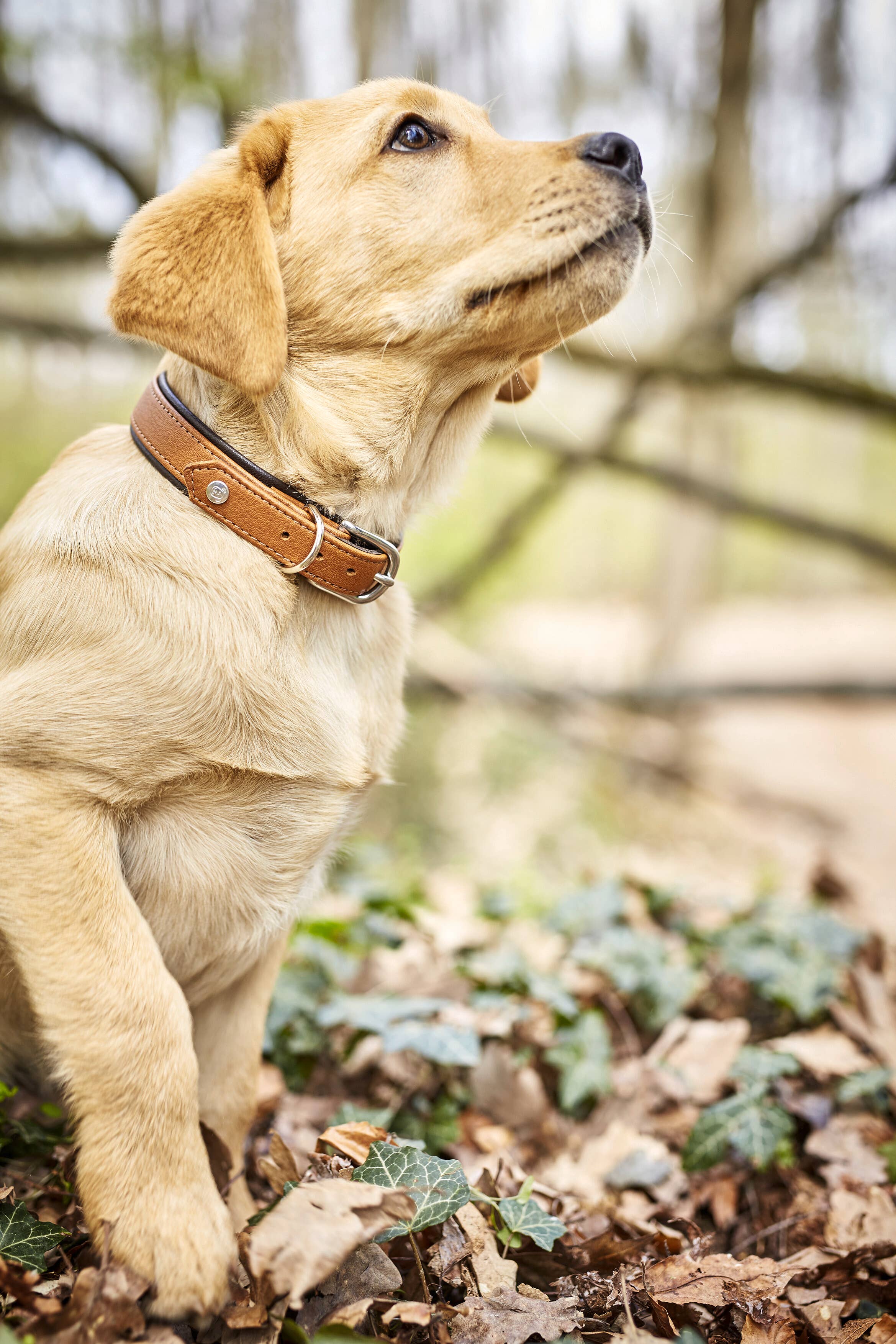 LABONI - Volentis GmbH - Wholesale Pet Collar - Dog - AMICI dog collar19