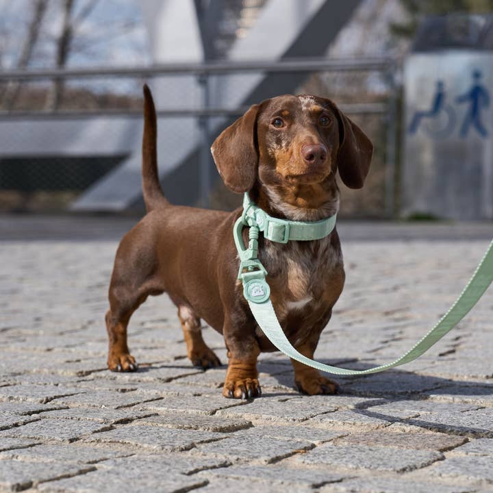 Dukier – coleira - Cão por atacado – Coleira macia para cachorro verde3