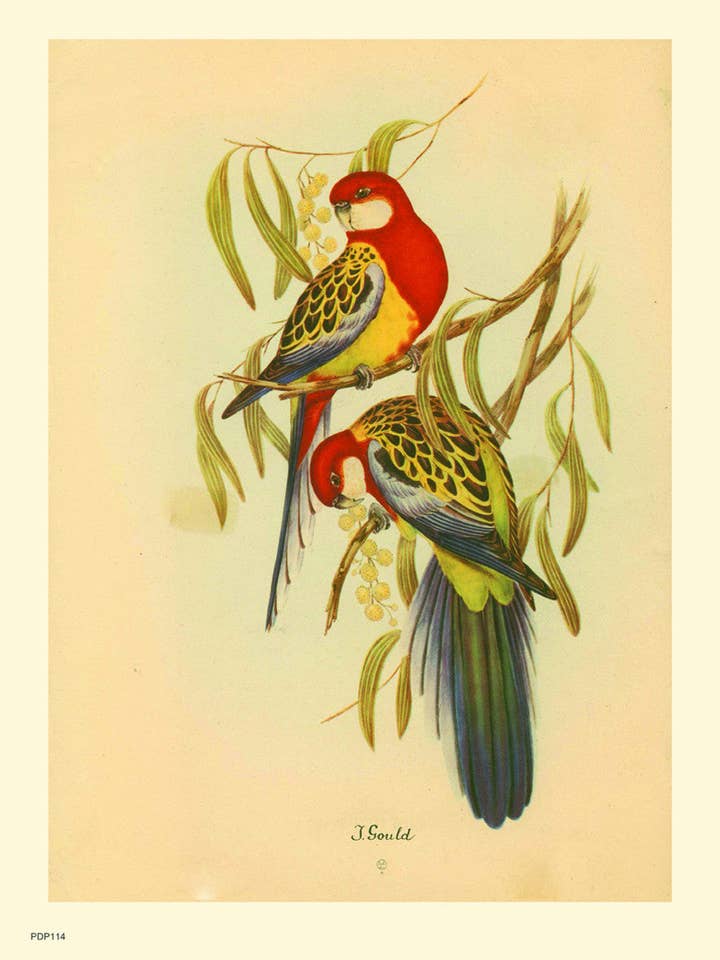J Gould Parrots Natural History 30x40cm Art Poster Print for wholesale by On The Wall Art Ltd