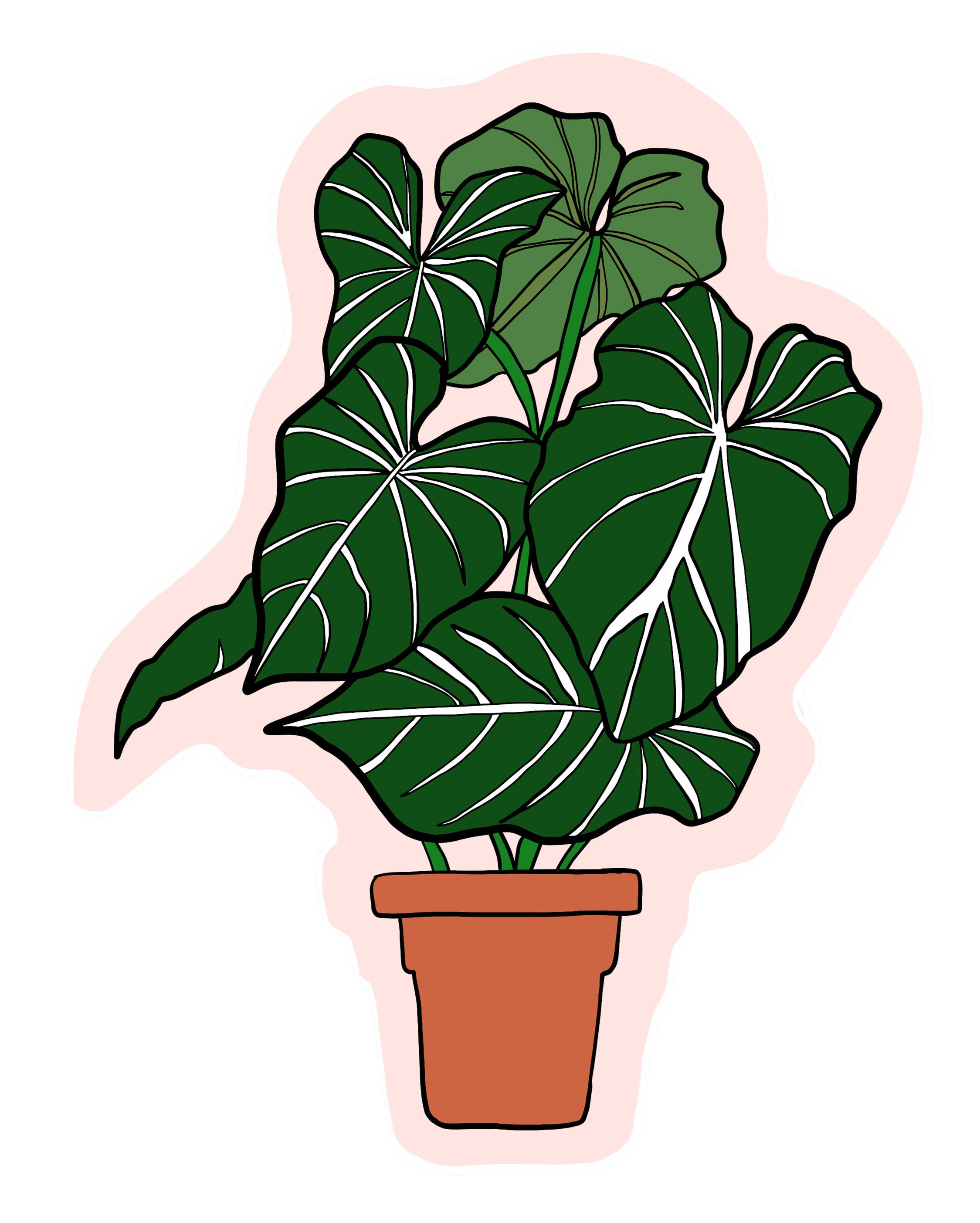 Made by Nilina - Vente Autocollant - Autocollant vinyle plante d'intérieur - Bégonia, plante de caoutchouc Ficus4