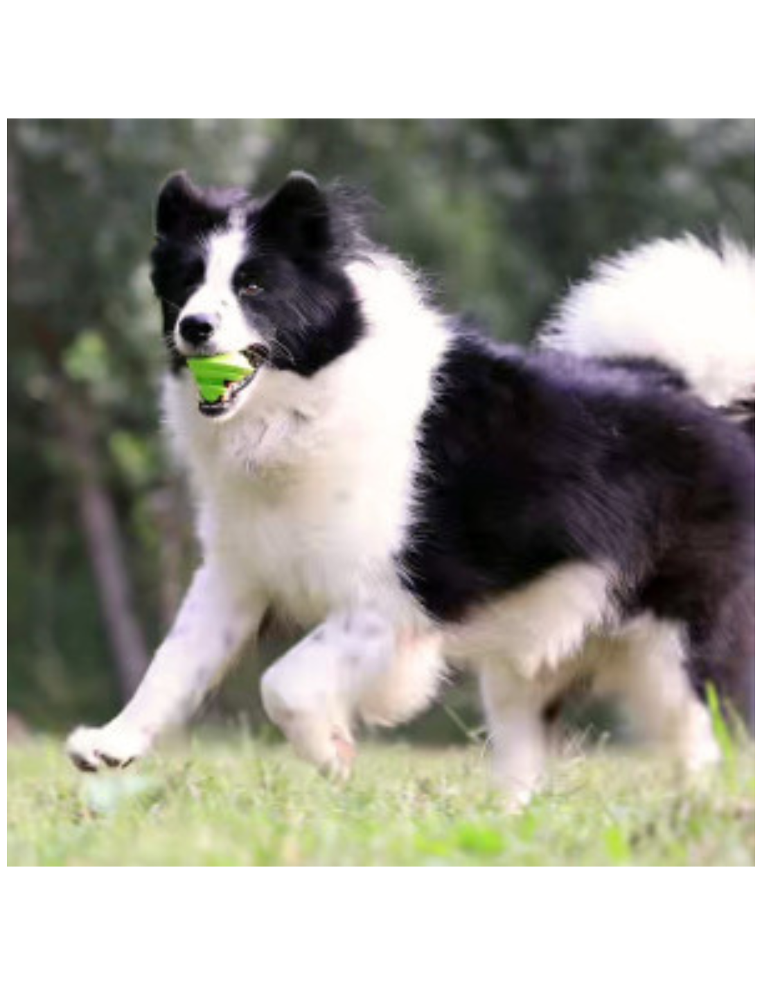 Only An Ocean Europe - Wholesale Pet Chew Toy - Dog - PetDreamHouse ChewtasticGeo-Toys & Geo-Gentle4