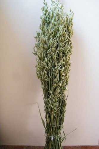 Daisy Gifts Ltd – wholesale Dried/pressed flowers – British Dried Avena Oats Bunch For Arrangements And Crafts3