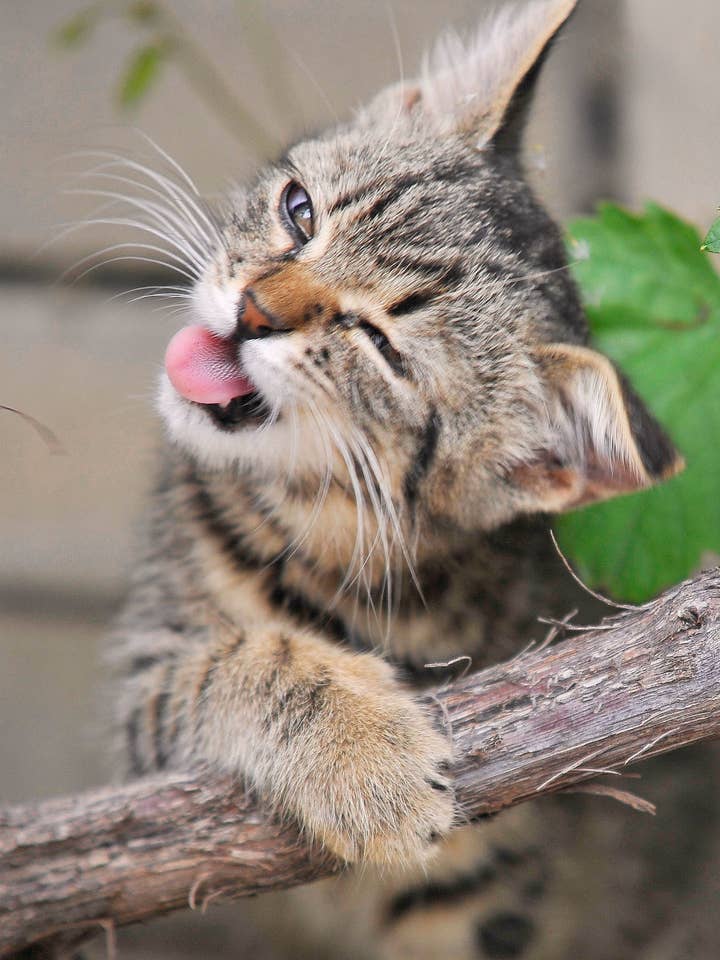 Prag plakat - miaow... for engroshandel hos Posters & Puzzles