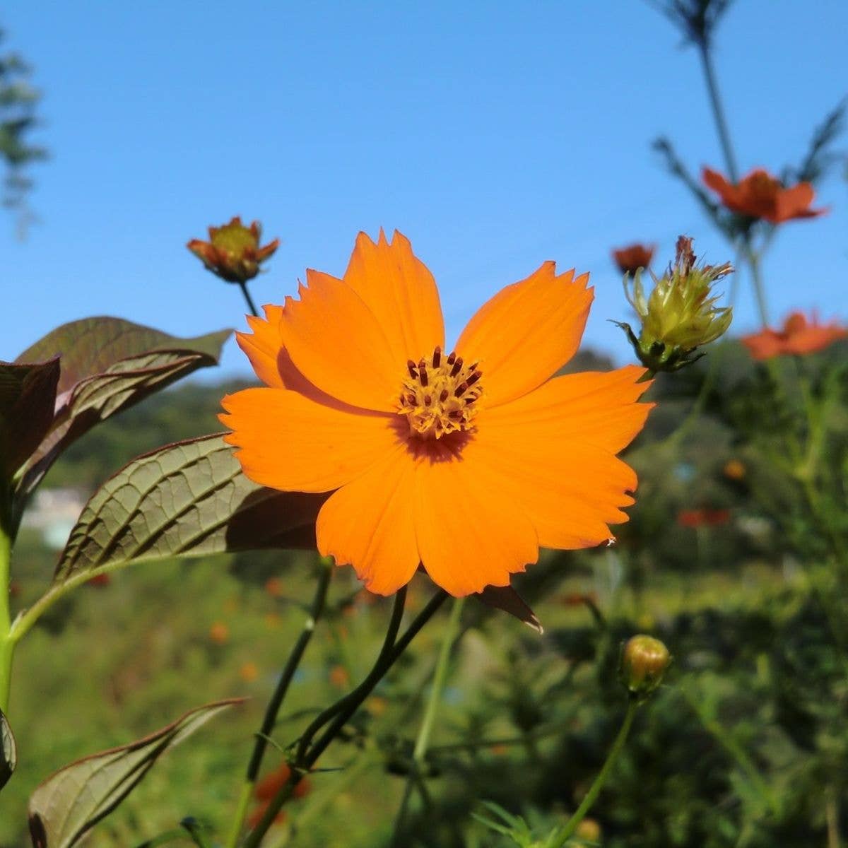 Sow the Magic - Wholesale Plant Seeds - Diablo Cosmos Tarot Seed Packet2