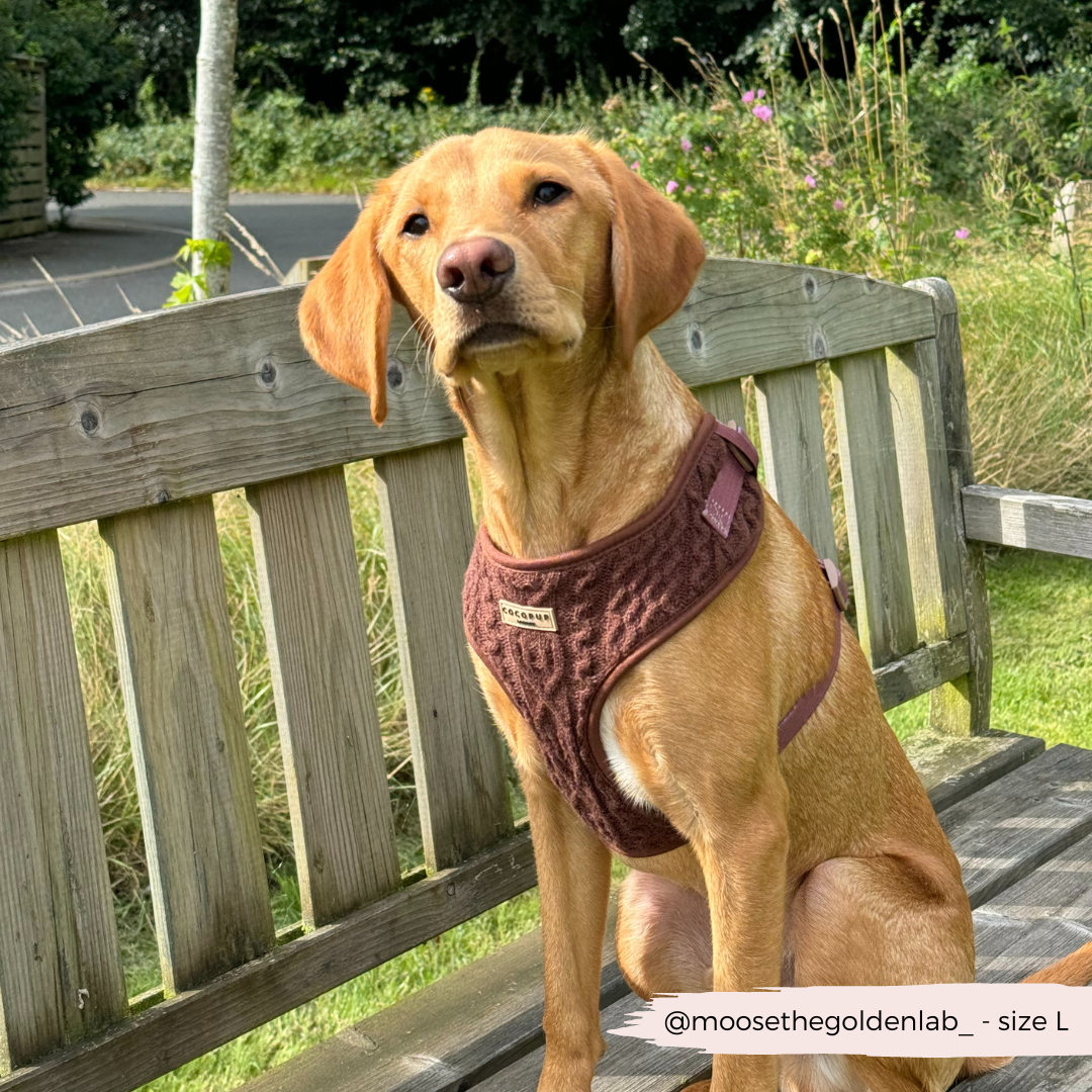 Cocopup London - Vente Harnais – chien - Harnais à col réglable en tricot torsadé couleur chocolat - Hot Coco6