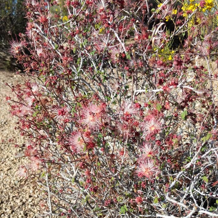 Bhava Wellness - Wholesale Etherische olie - Fairy Duster Flower Essence4