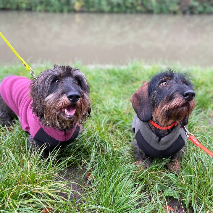 Doghouse - Wholesale Hondentrui - Hond - Standaard teckelfleecetrui met waterdicht buikpaneel