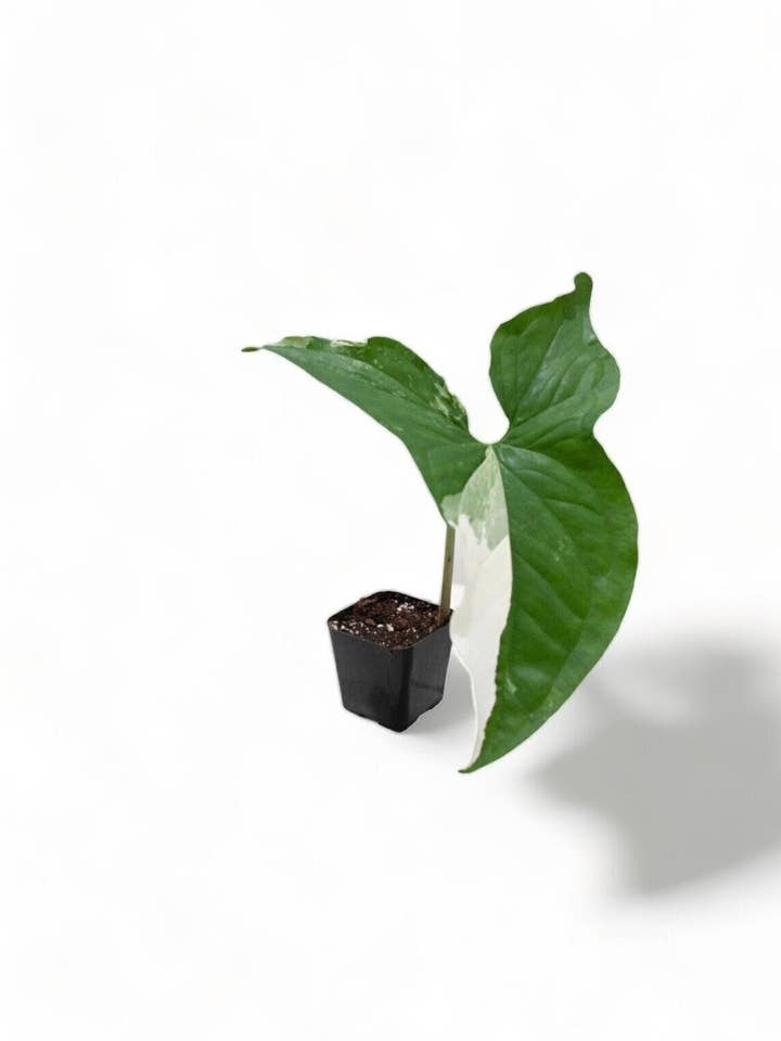 Syngonium Albo Variegated - 2" from MyPlants for wholesale by MyPlants LLC
