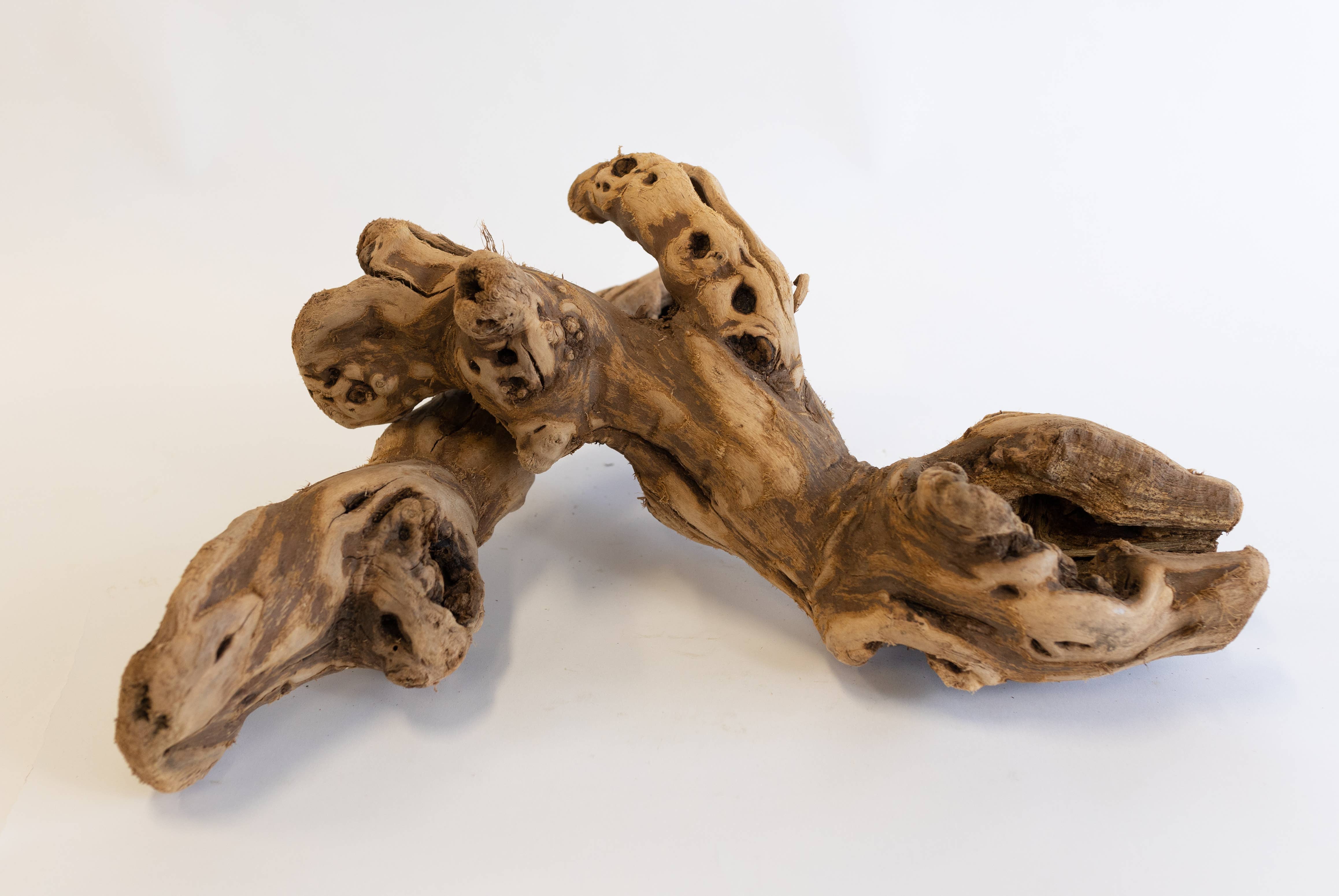 Forever Green Art – Großhandel Tischdeko – Geschliffener Traubenholz-Stamm2