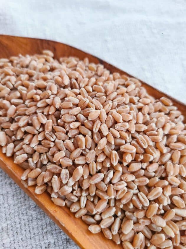 Bluebird Grain Farms - Wholesale Whole Grains - Organic Hard Red Wheat Berries - 25 lb  1