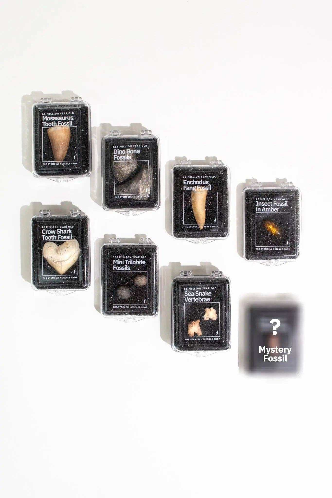 Stemcell Science Shop – wholesale Decorative tabletop object – Fossil Blind Bag3