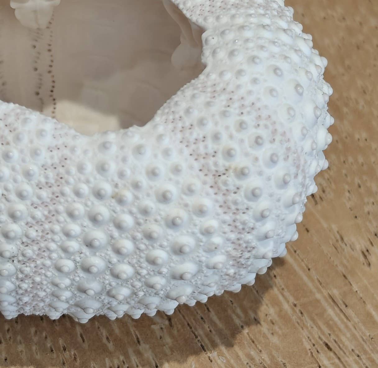 Product Import Holland - Wholesale Decorative Tabletop Object - Sea urchin - Shells - beach - decoration - coast - shell1