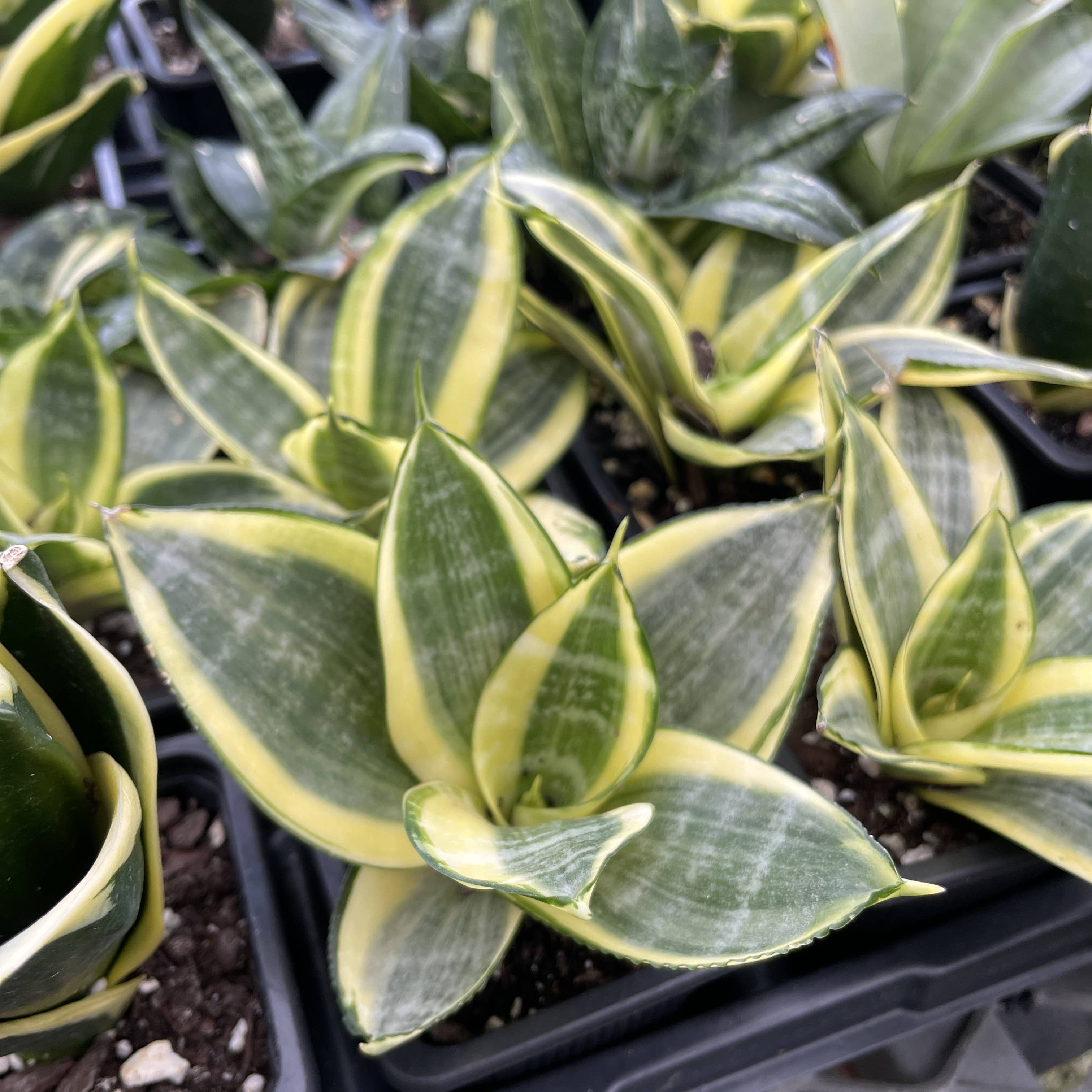 Thorsen's Greenhouse - Wholesale Live Plant - Bird's Nest Snake Plant - Live Plant - Assorted Varieties12