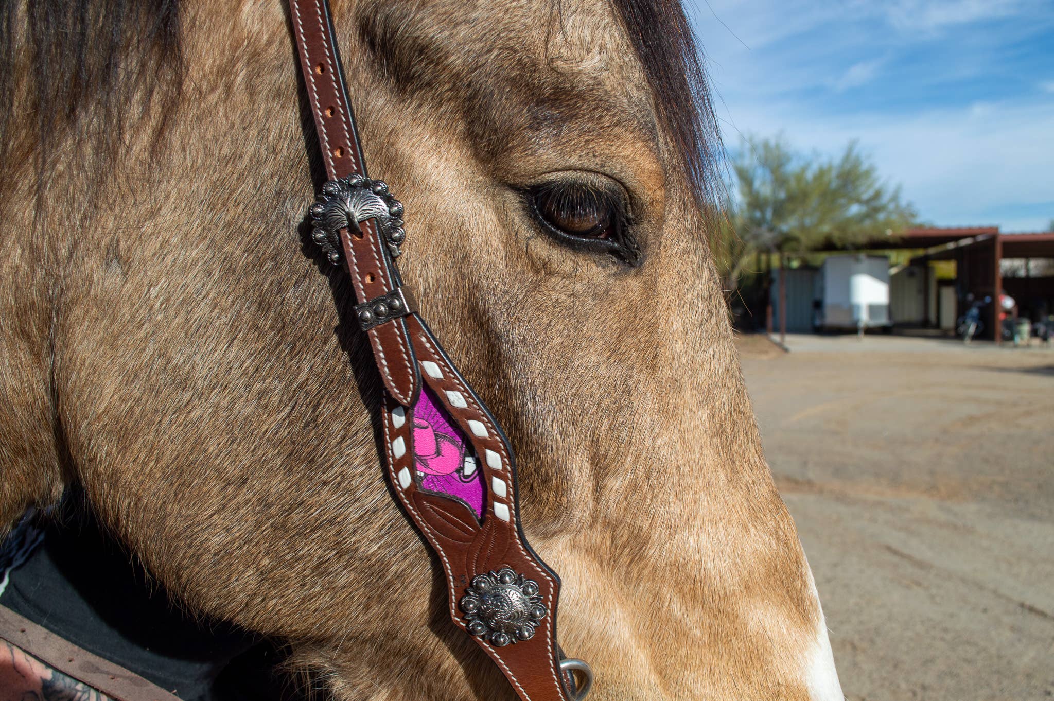Schulz Equine - Wholesale Horseback Riding Gear - Neon Yeehaw Headstall and Breast Collar Set2