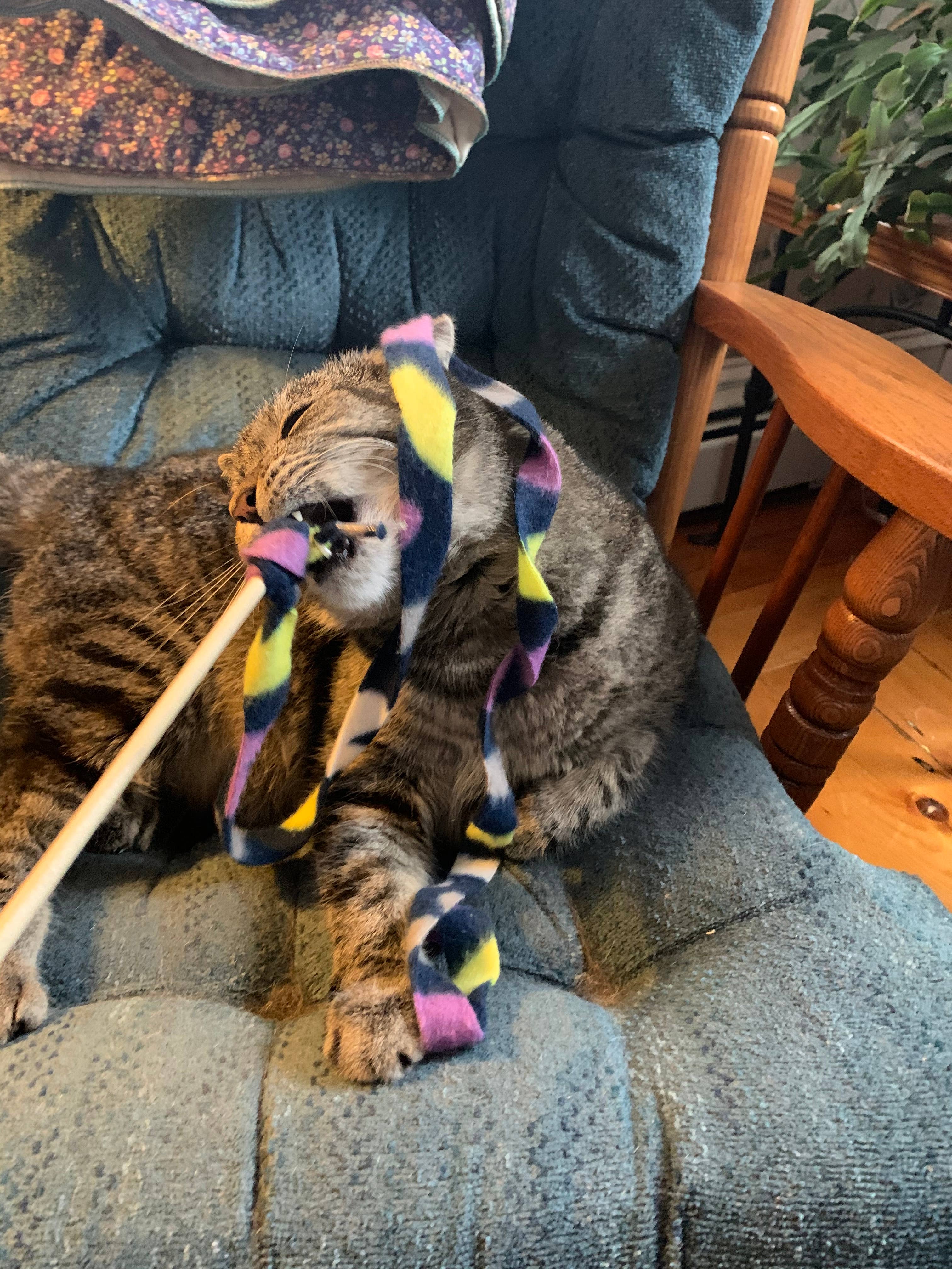 Dr. Pussums Catnip - Wholesale Pet Toy - Cat - Cat Teasers Cat Toys9