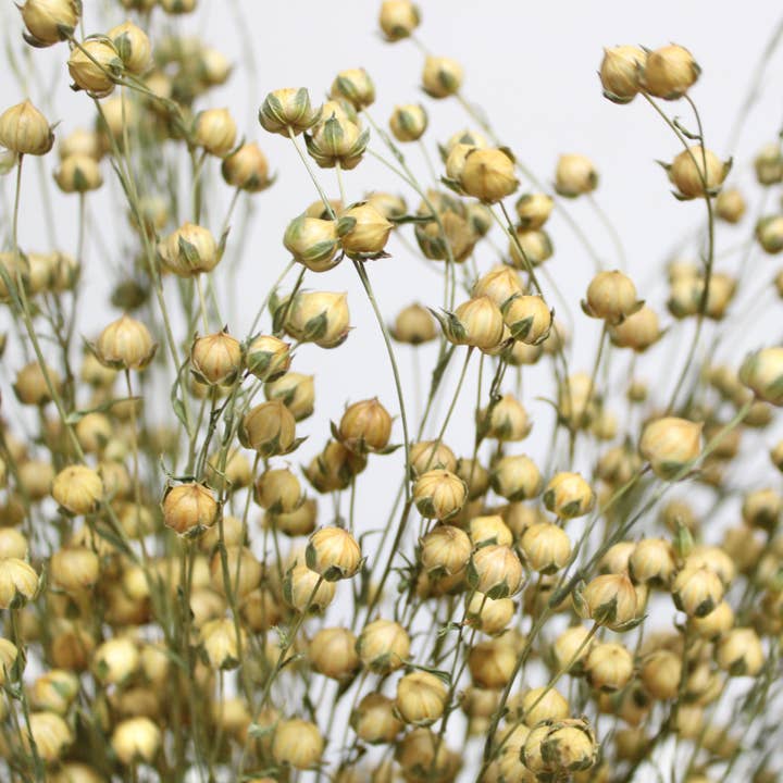 Flax - Dried for wholesale by Roxanne's Dried Flowers