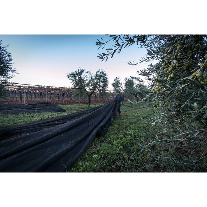Terradiva Azienda Agricola Biologica - Vendita all'ingrosso Olio d'oliva - CON BRIO - Premium olio evo bio - monocultivar Coratina