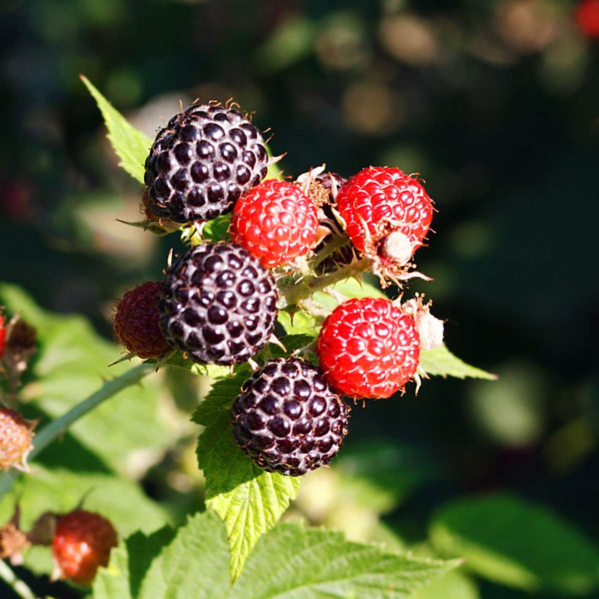 Oasis of Life - Wholesale Live Plant - Berry plants – 8 plants Rubus, Ribes rubrum, Ribes nigrum, Ribes uva-crispa – Mix of blackberry, gooseberry, red & black currant – Fruit plants for garden & terrace – Height 25–40cm – Ø9cm5