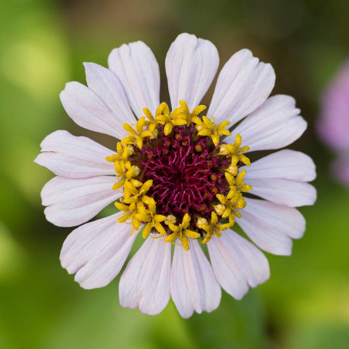 Zinnia Zinderella Lilac for wholesale by Bear Creek Farm