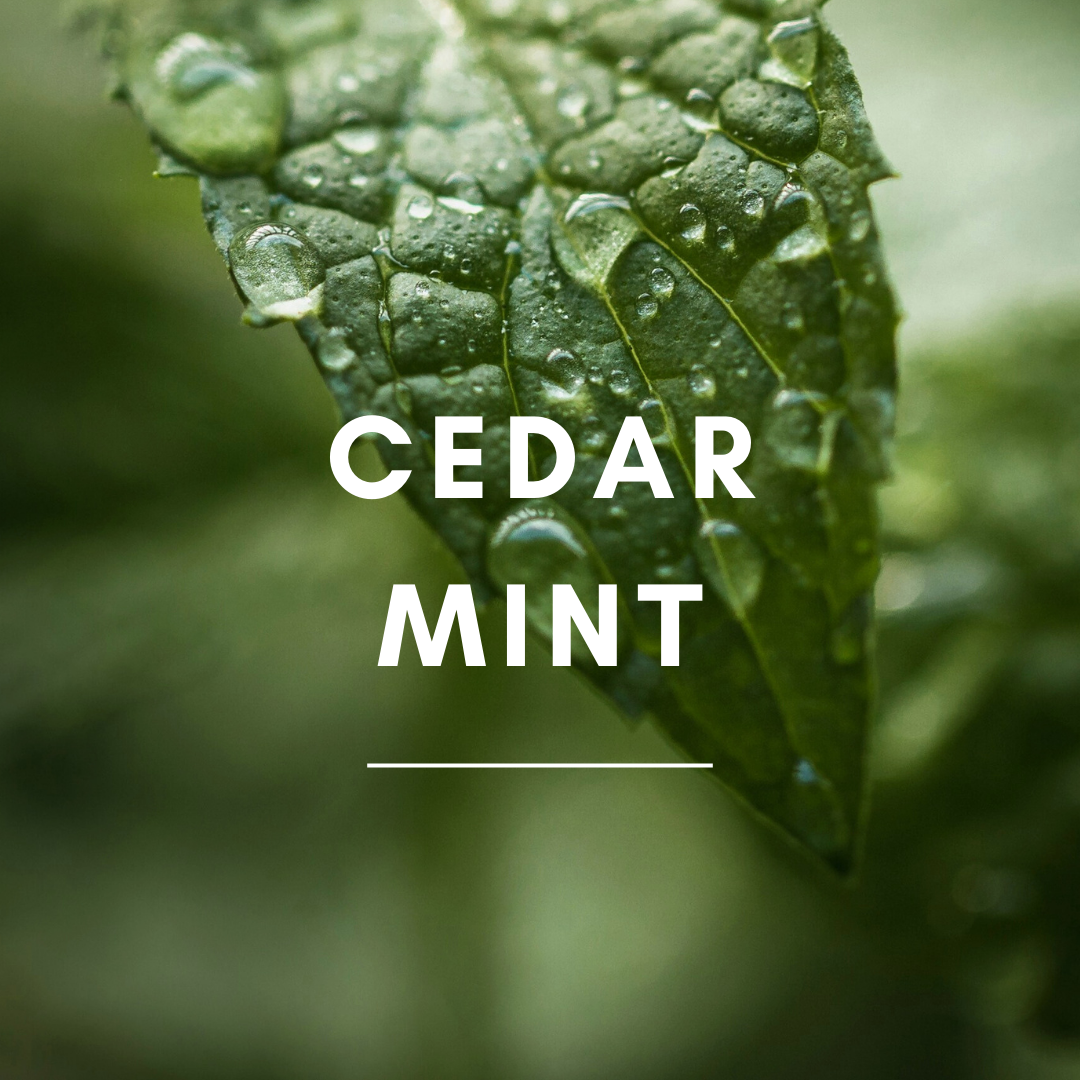 SunLeaf Naturals - Wholesale Reed Diffuser - 3 oz Reed Diffuser - Cedar Mint1