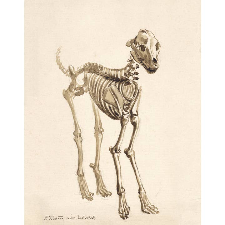 Rock Paper Scissors Wall Art - Vente Affiche d'art - Squelette de chien | Impression vintage d'anatomie canine | Os anciens | Art mural squelette | Cadeau vétérinaire et médecin0