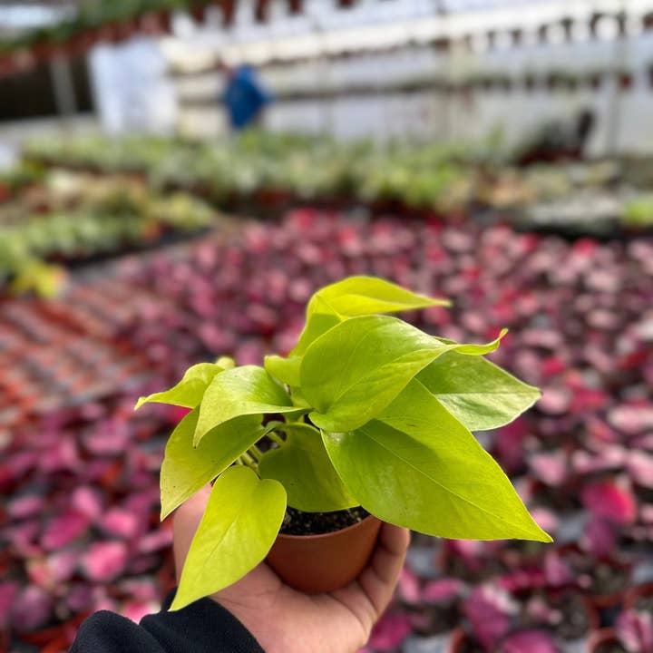 MyPlants LLC - Wholesale Live Plant - Neon Pothos - Epipremnum Pinnatum - 4" from MyPlants