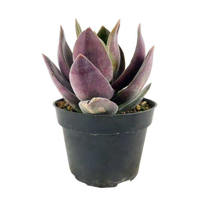 Best Plant Friend - Wholesale Succulent - Crassula alba Garnet Lotus - Unique Succulents in 2/4in Pot