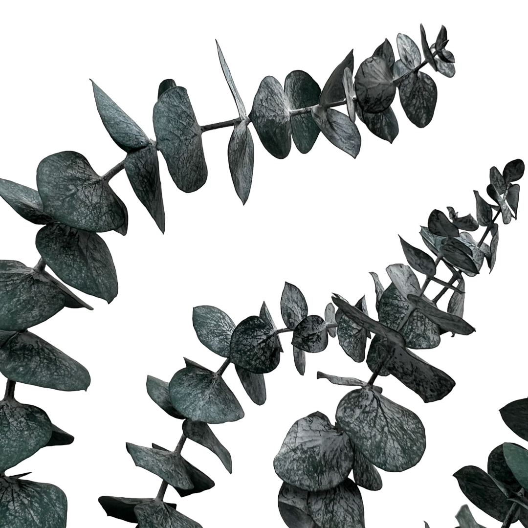 2626 Designs - Vente Fleur séchée/pressée - Feuilles d'eucalyptus petites préservées de 43 à 53 cm de long6