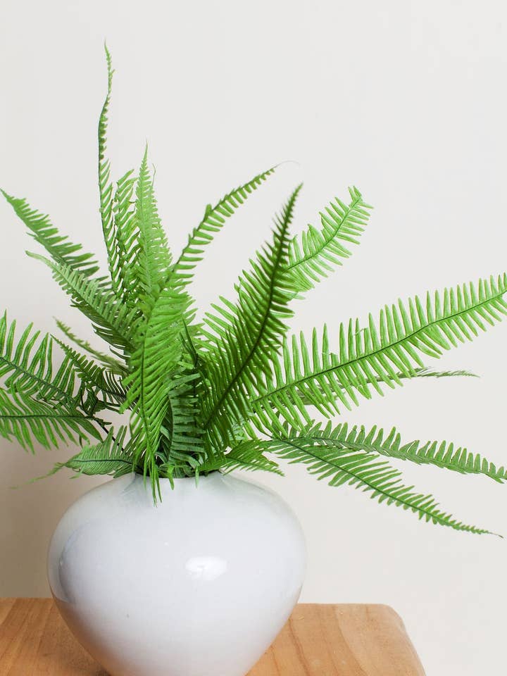 Konserverad grön stjärnbräkenbukett för wholesale av Idlewild Floral Co.