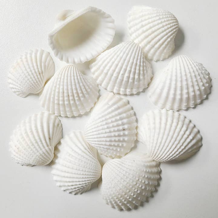 1-1.5” White Arks for wholesale by Darlene's Shells