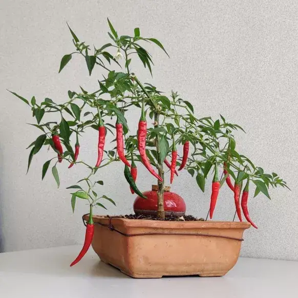 Poterie lutton - Vente Arrosoirs - Ollas Galet 15 cl – Arrosage autonome et stylé0