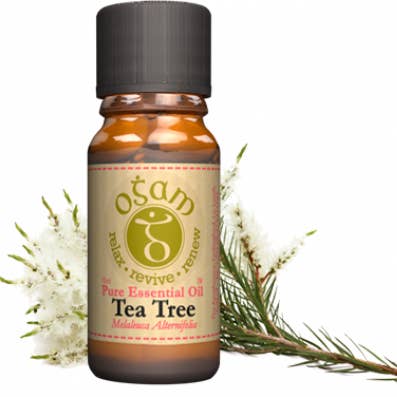 Arbre à thé pour la vente par Ogam Oils