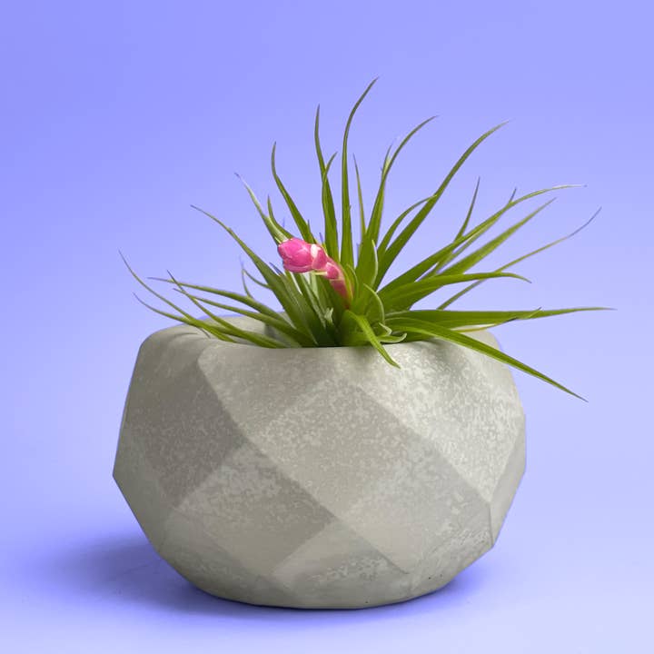 AURA 8 Art Boutique - Wholesale Plant Pot - Geometric Air Plant Holder, Small Plant, Mini Succulent Pot