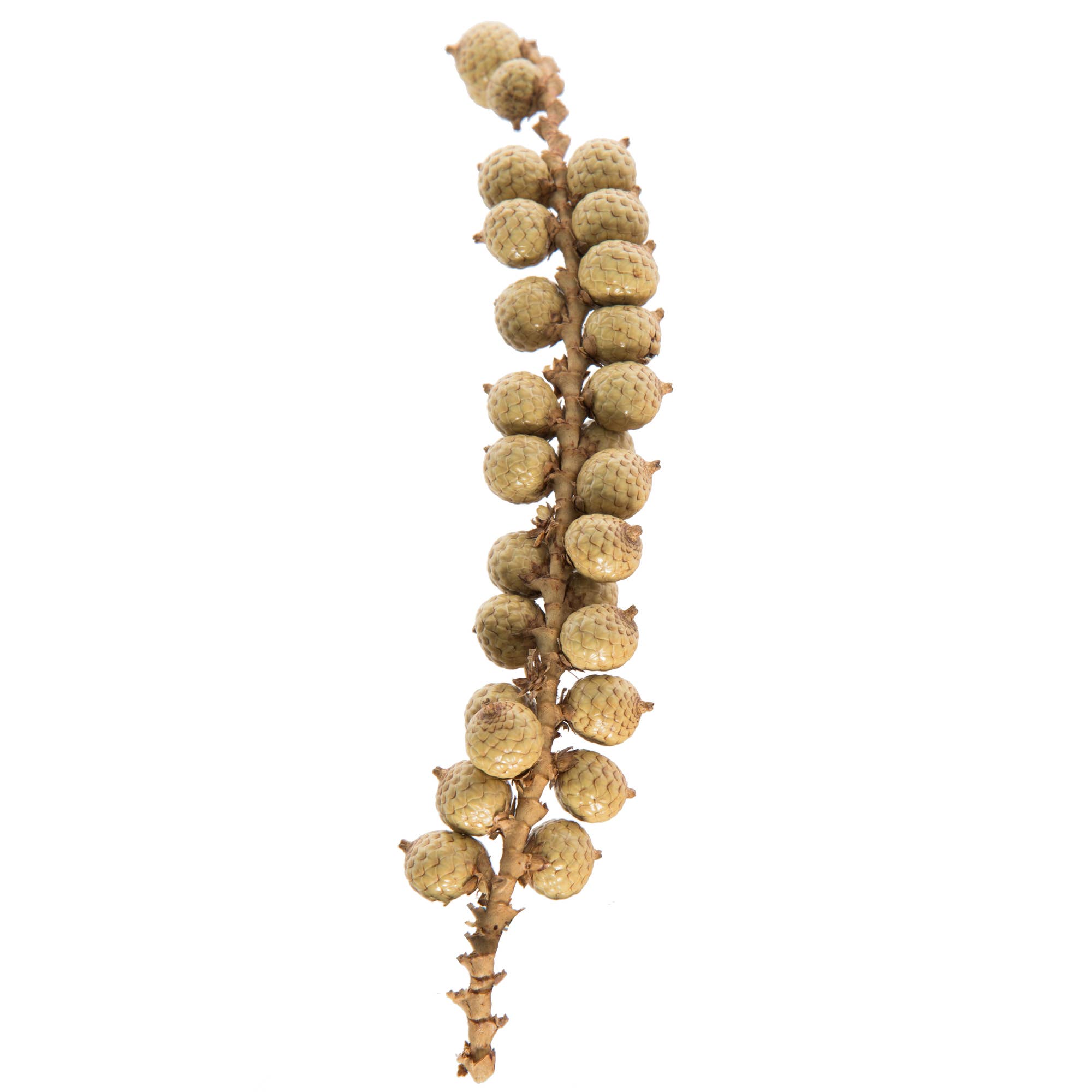 Naturel épis de canella Vickerman de 6 à 8 po, naturel (sac de 2,2 lb) en vente sur Faire1