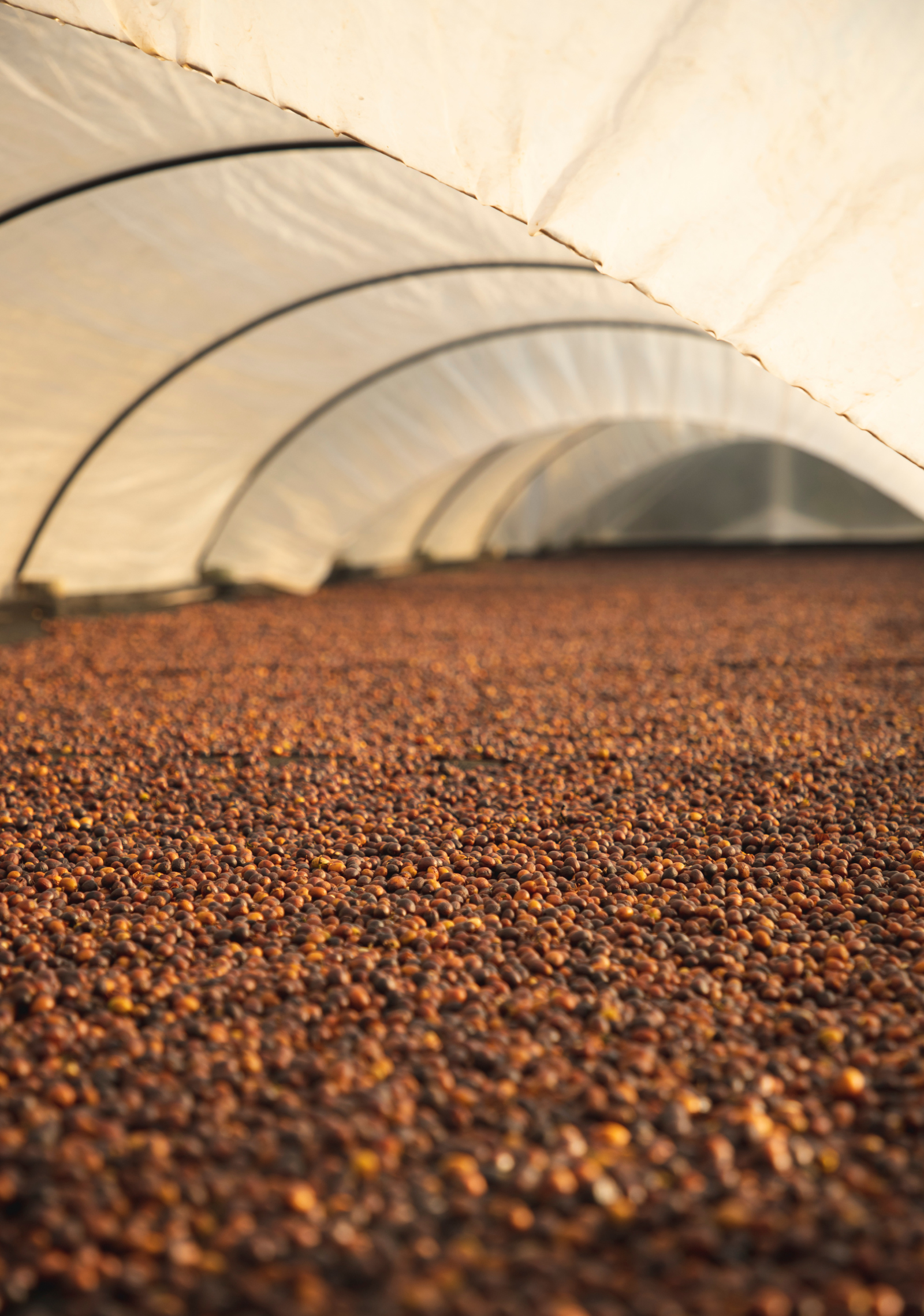 Two Chimps Coffee – wholesale Coffee beans – Single Origin Coffee – Pink Sky at Night - 250g2