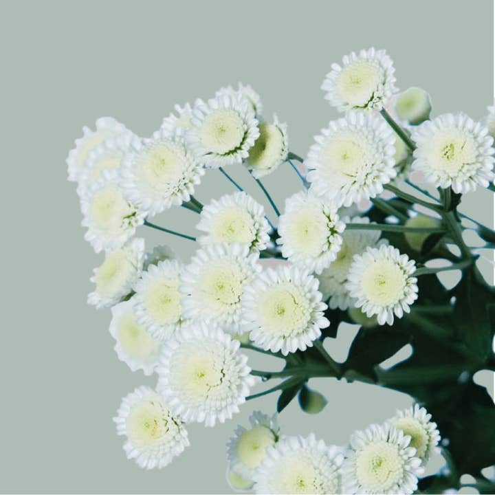 Chrysanthemum Spray Stallion for wholesale by All Occasions Wholesale