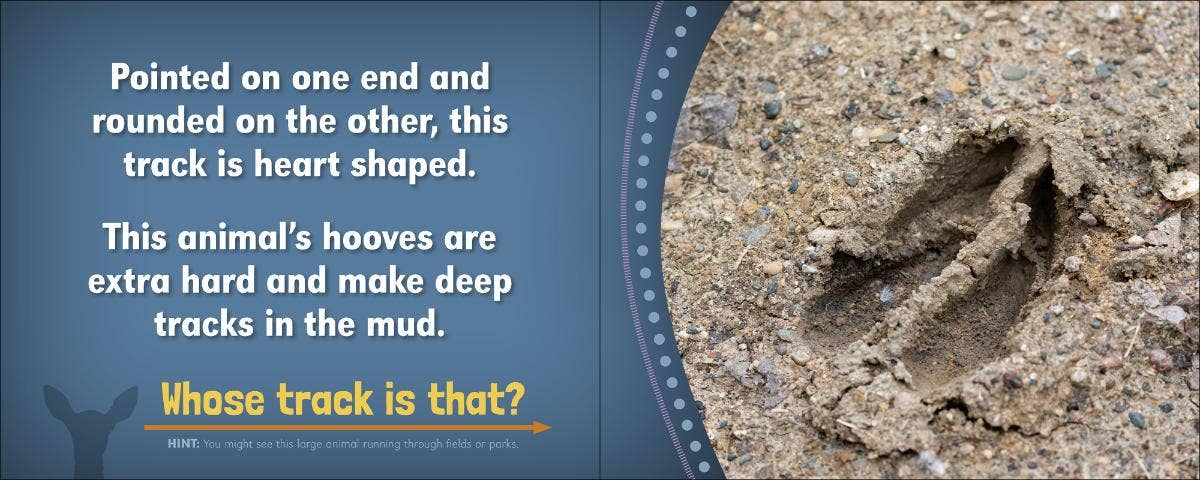 AdventureKEEN - Wholesale Nature & Outdoors - Whose Track Is That?2