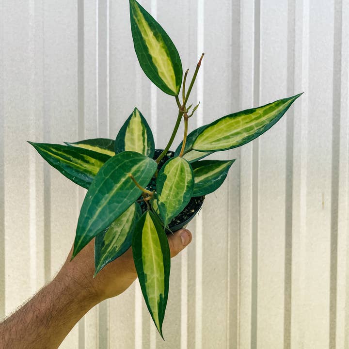 BWH Plant Co - Wholesale Live Plant - 4" Variegated Hoya Macrophylla 'Pot of Gold'