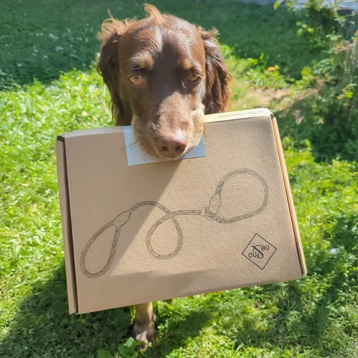 ne&no - Wholesale Pet Leash - Dog - ne&no® Retriever Leash - Rope Leash with Integrated Collar4