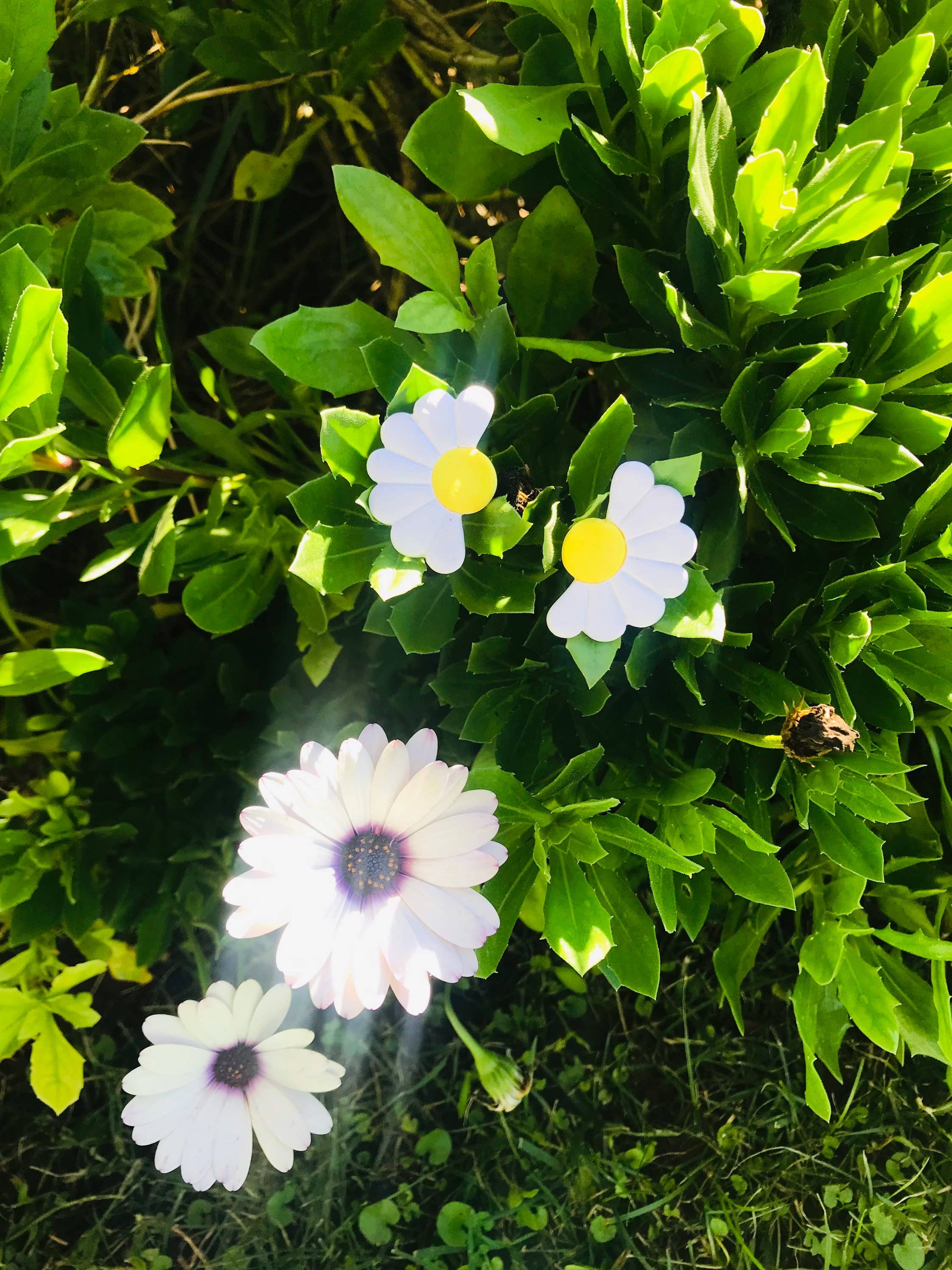 Medianoche - Wholesale Dangle Earrings - Daisies1