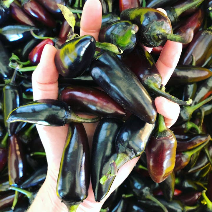 Girl Meets Dirt - Wholesale Preserves - Hot Damn Pepper Jam Spoon Preserves 7.75oz3