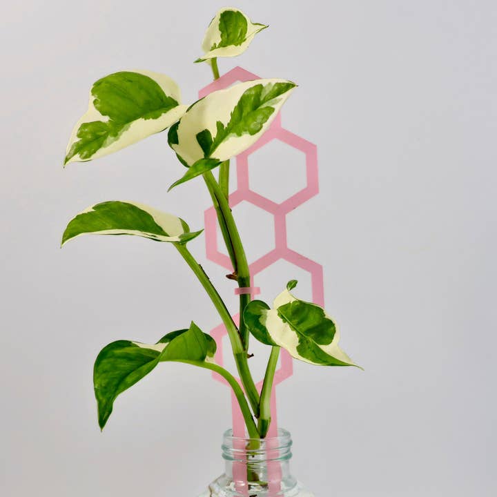 Honeys Plant Climbers - Wholesale Trellis - Water Bee14