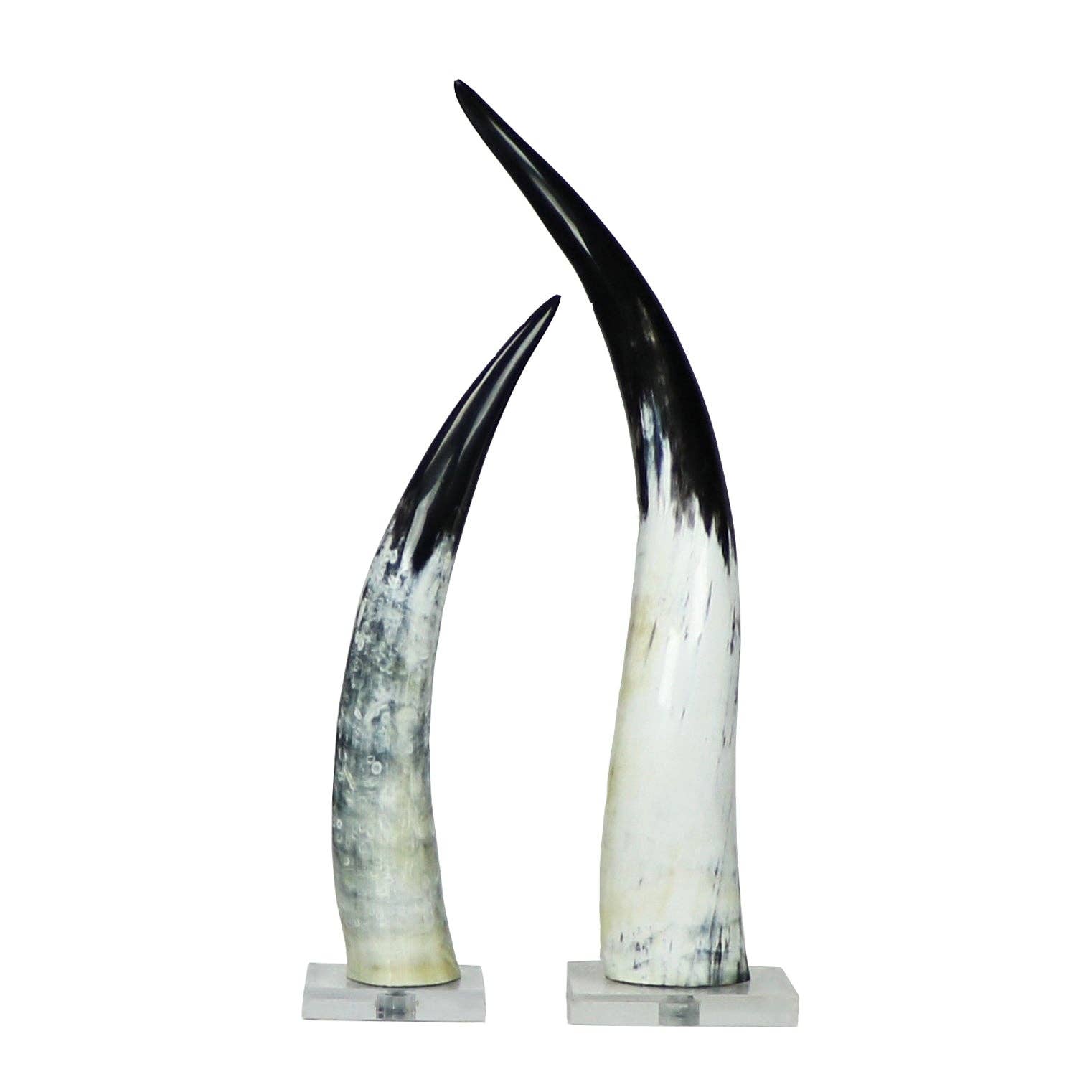 Blue Ocean Traders - Wholesale Decorative Tabletop Object - Black and White Cow Horn on Base5