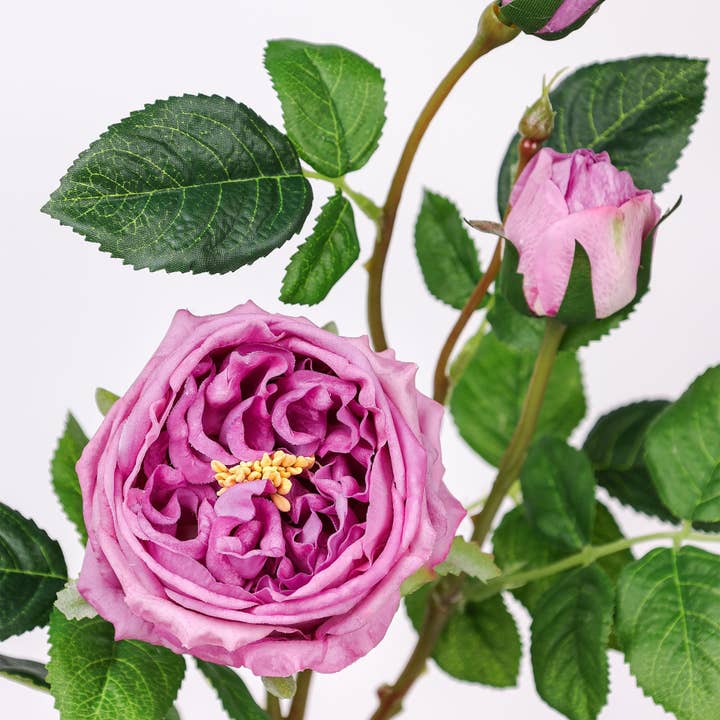 Angel Isabella – wholesale Artificial flowers – 30" 3-Head Real touch English Austin Cabbage Rose Stem3