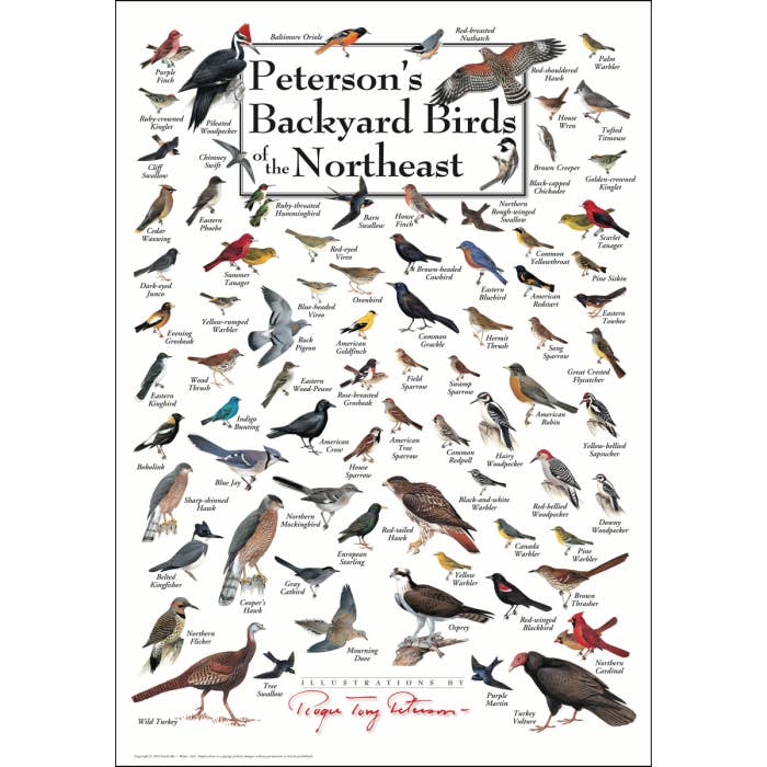 Peterson's Backyard Birds of the Northeast Poster for wholesale by Earth Sky + Water