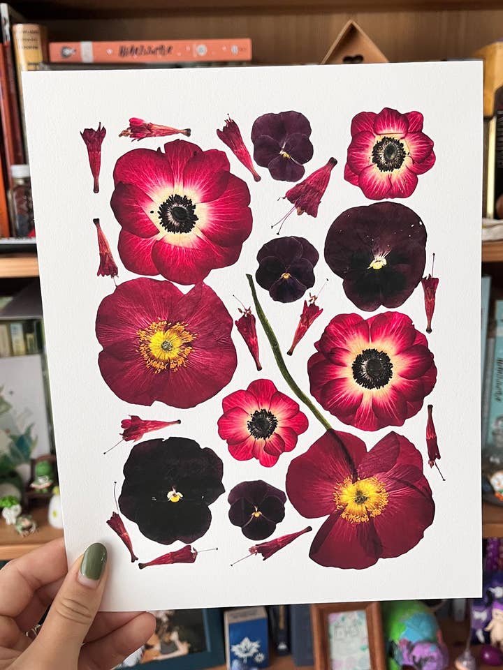 Red Pressed Flower Giclée Print: Pansies, Anemones, Fuchsia for wholesale by Owlhaired Designs