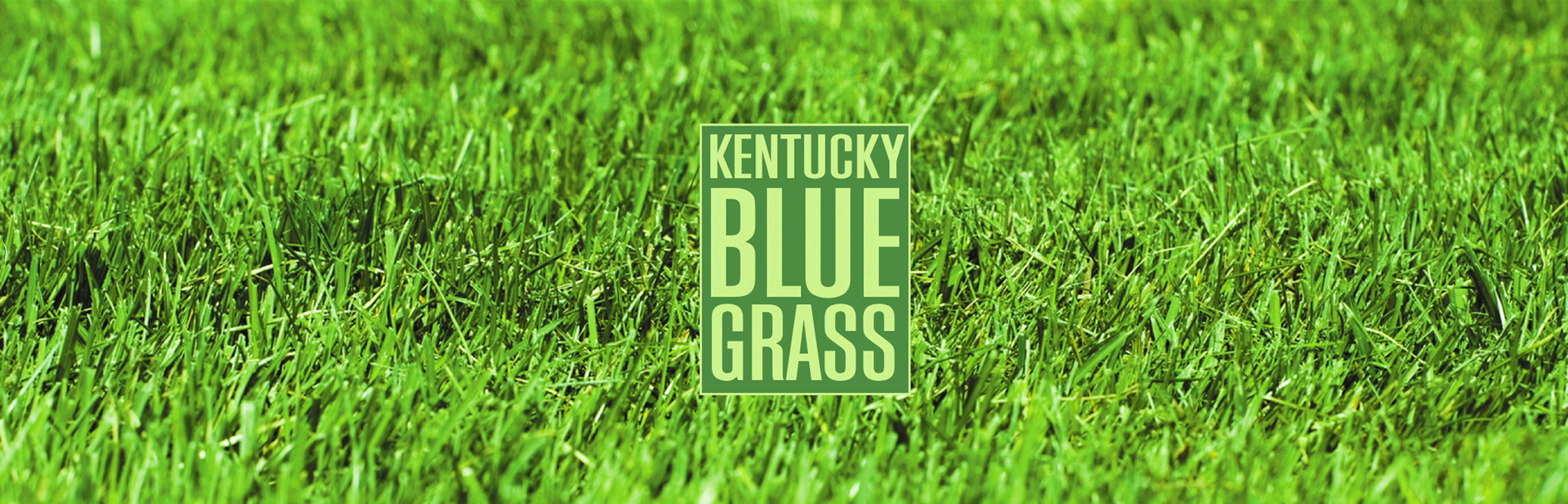 Aunt Sadie's Candles - Wholesale Pot/gevulde kaars - Panoramische graskaars2