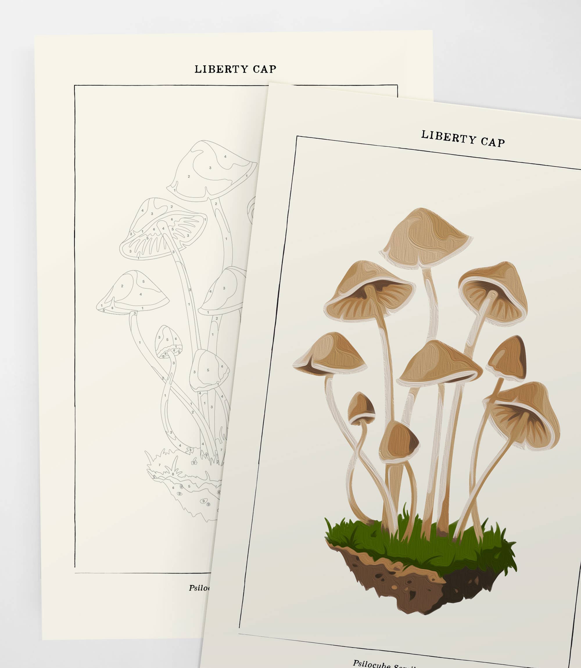 Coloready - Vente Kit de bricolage - Mushroom Botanical | Kit de peinture moderne par numéros2