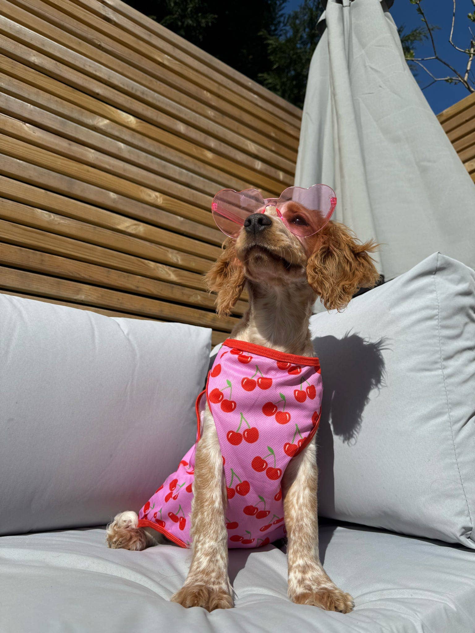 The Paw Print Boutique - Wholesale Pet Vest - Dog - The Cherry on Top Cooling Vest5