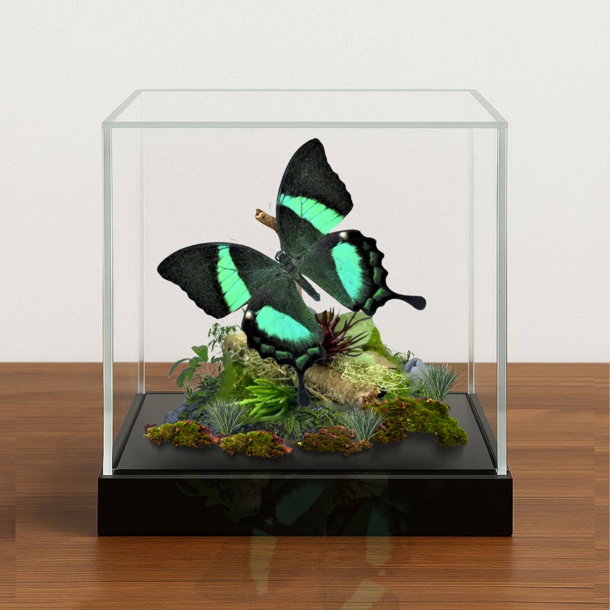 Instar Innovations – Engroshandel Bordpynt – ÆGTE - Møl Diorama - 6X6X6 Tommer Diorama - Papilio palinurus